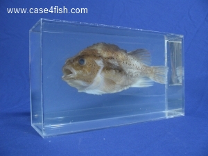 Foto Galerie/Perciformes/Cottoidei/Cyclopterus lumpus/Cyclopterus lumpus_03_S.jpg
